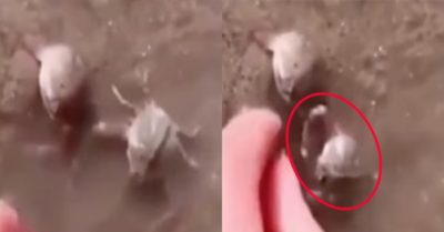 Video: Chú cua một mực bảo vệ bạn khi bị tấn công