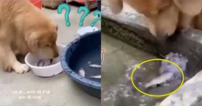 Video: Chó gâu đần thả cá của chủ nhân vào bể nước