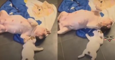 Video: Chó mẹ bỡ ngỡ khi lần đầu làm mẹ và cho con bú