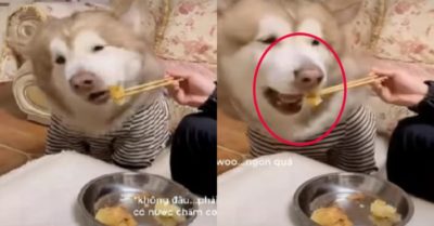 Video: Chó Alaska xin chủ cho ăn nhưng đồ ăn phải kèm nước chấm