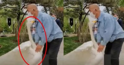 Video: Chú ngỗng nhõng nhẽo đòi ông chủ vuốt ve
