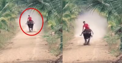 Video: Chàng trai cưỡi trâu chạy ‘rầm rầm’ như phi ngựa