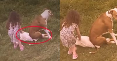 Video: Chú cún đè đầu cưỡi cổ vịt để cô chủ nhỏ vuốt lông