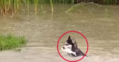 Video: Chú chó Husky trổ tài bắt cá dưới nước siêu đẳng