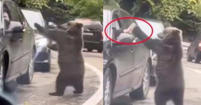 Video: Chú gấu thân thiện đập tay với tài xế ô tô
