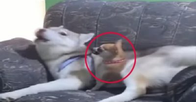 Video: Khi đại ngáo và tiểu phốc ngồi chung một ghế