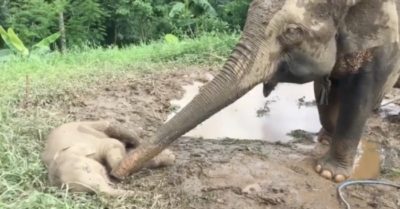 Video: Thấy con ngủ say bất động, voi mẹ vội kiểm tra hơi thở