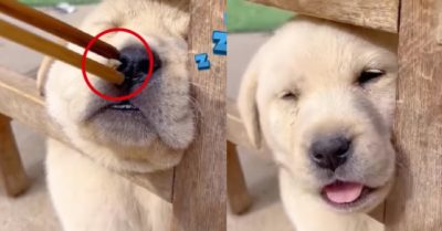 Video: Cún con bị thức ăn ngon làm phiền khi đang ngủ ngáy pho pho