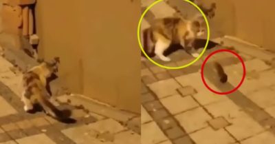 Video: Mèo bị phản công khi đuổi theo con chuột nhắt