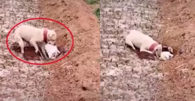 Video: Chó mẹ đào đất chôn cất cún con không may qua đời