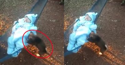 Video: Cún con đưa võng cho em bé hút triệu lượt xem