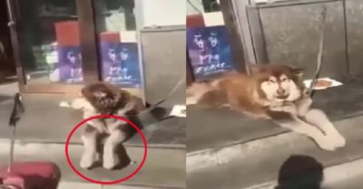 Video: Chú chó Alaska nằm rung chân vui vẻ trên bậc thềm