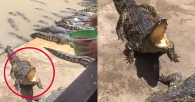 Video: Chú cá sấu ‘há miệng chờ sung’ khi thấy chủ bưng tô thức ăn