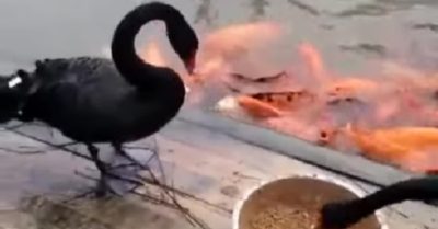 Video: Hai con thiên nga đen thay nhau đút thức ăn cho đàn cá