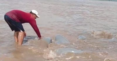 Video: Người dân giải cứu đàn cá heo mắc cạn ở Bạc Liêu