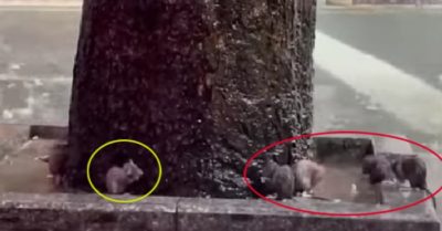 Video: Đàn chuột tranh thủ trời mưa ra gốc cây đứng tắm gội