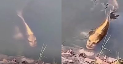 Video: Con cá chép có khuôn mặt giống người khiến nhiều người kinh hãi