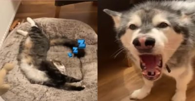 Video: Chú chó Husky bất lực khi bị mèo chiếm chỗ nằm