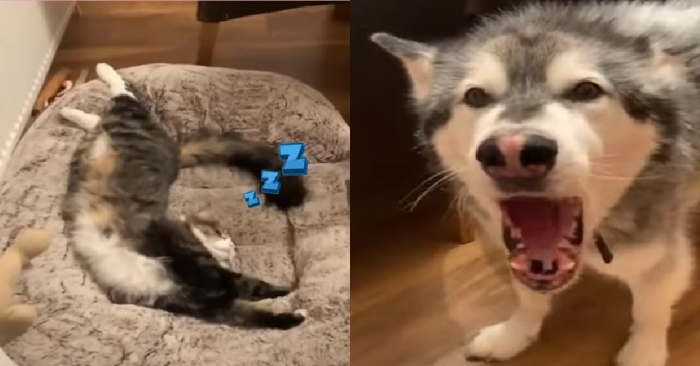 Video: Chú chó Husky bất lực khi bị mèo chiếm chỗ nằm