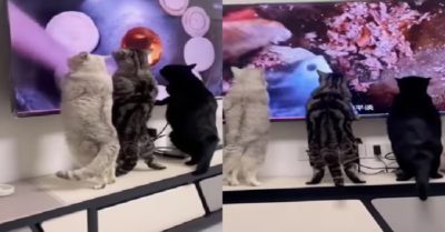 Video: Ba chú mèo thưởng thức món ăn ảo trong tivi vì quá thèm