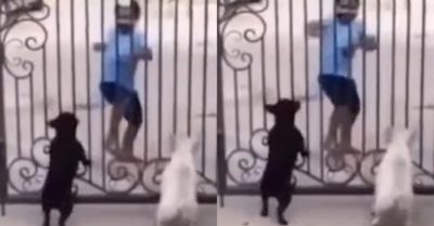 Video: Hai chú chó nổi quạu khi bị cậu bé đứng ngoài đường trêu