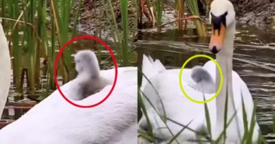 Video: Thiên nga út được mẹ cưng chiều cõng trên lưng