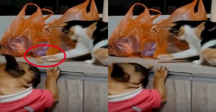 Video: Chú mèo hiểu ý đẩy thức ăn cho bạn cún