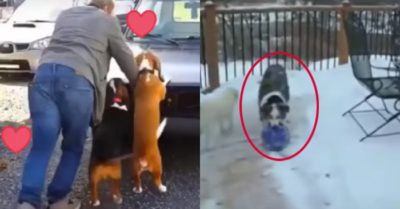 Video: Chó cưng đẩy xe, cào tuyết và giúp cậu chủ nhỏ ăn vụng