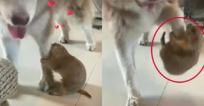 Video: Con sóc nằng nặc đu chân chú chó không chịu buông