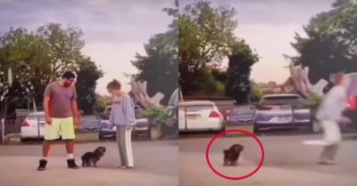 Video: Chó cưng ngơ ngác vì chủ mỗi người một ngả
