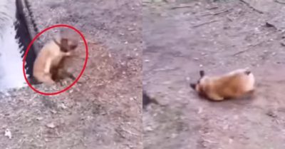 Video: Chó cưng thích thú chơi trò té mương nước