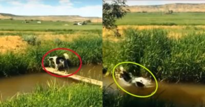 Video: Không ai chơi cùng chú chó tự bày trò thả cây trôi dòng nước