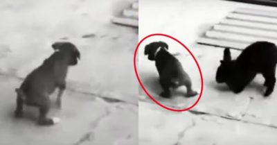 Video: Cún con bắt chước kiểu nhảy của thỏ