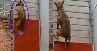 Video: Chó leo cổng cao hơn 3m trốn nhà đi chơi