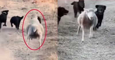 Video: Chú cừu phấn khích chơi nhặt bóng cùng bầy chó
