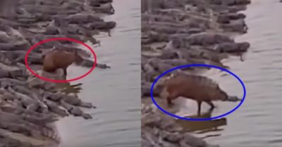 Video: Chuột lang nước đủng đỉnh giữa bầy cá sấu