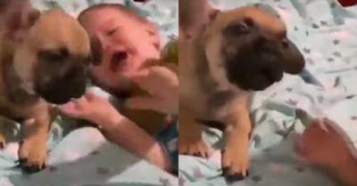 Video: Chú cún con khóc thi với cậu chủ nhỏ