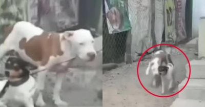 Video: Chú chó cắn dây giải thoát cho bạn để cùng đi chơi