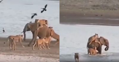 Video: Voi con nhanh trí thoát khỏi đàn sư tử