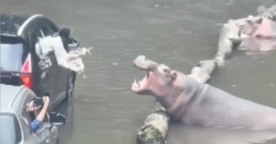 Video: Hà mã lập ‘trạm thu phí’ trên đường
