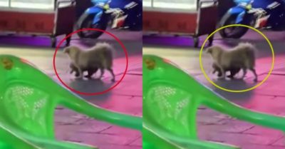 Video: Cún con ham chơi bị mẹ “túm cổ” lôi về