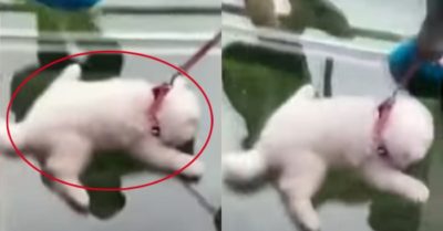 Video: Chú cún sợ độ cao không dám nhúc nhích khi đi cầu kính