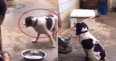 Video: Chú chó đi chơi về trễ tự đi lấy gậy cho sen phạt