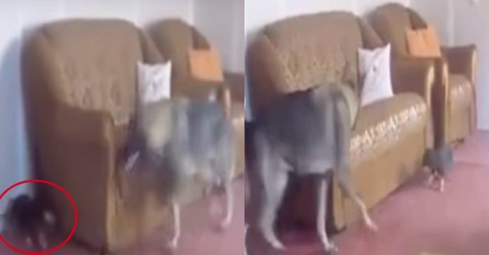 Video: Chú chó to xác chơi đuổi bắt với cún con