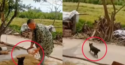 Video: Chó mẹ tưởng chủ quẳng mất con nên thui thủi ra ruộng tìm
