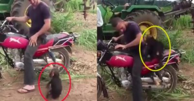 Video: Khỉ con giãy nảy ăn vạ vì cậu chủ không cho đi theo