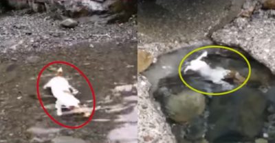 Video: Chú cún có tài bơi lội lặn ngụp chuyên nghiệp