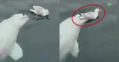Video: Cá heo trắng đùa giỡn ‘cắn yêu’ chim hải âu