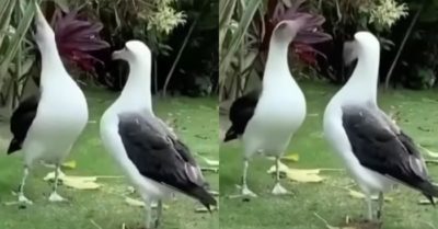 Video: Màn trò chuyện độc đáo của hai chú chim