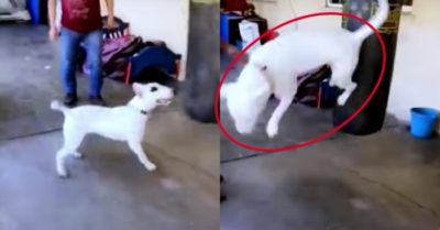 Video: Chó cưng xoay người tung cước đá bao cát chuyên nghiệp
